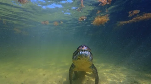 Underwater Chinchorro Crocodile Reveals Sharp Teeth in Seagrass Habitat 스톡 동영상 102591655