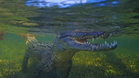 Underwater Chinchorro Crocodile Reveals Sharp Teeth in Seagrass Habitat Stock-Footage 102591719
