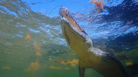 Underwater Chinchorro Crocodile Reveals Sharp Teeth in Seagrass Habitat Vidéo 102591720