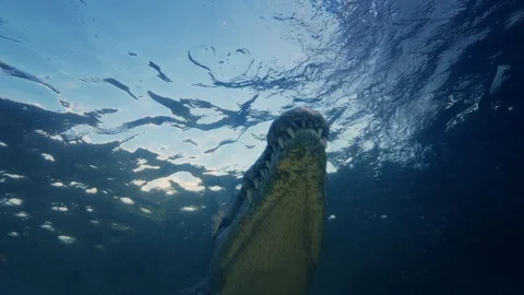 Underwater Chinchorro Crocodile Reveals Sharp Teeth in Seagrass Habitat Video stock 102592062