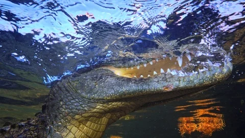 Underwater Chinchorro Crocodile Reveals Sharp Teeth in Seagrass Habitat 库存影片 102592121