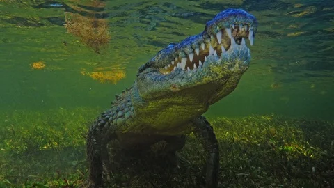 Underwater Chinchorro Crocodile Reveals Sharp Teeth in Seagrass Habitat Stockbeeldmateriaal 102592358