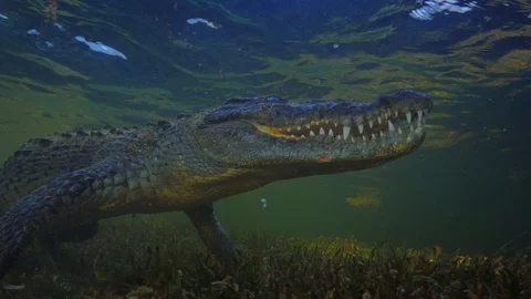 Underwater Chinchorro Crocodile Reveals Sharp Teeth in Seagrass Habitat Stockbeeldmateriaal 102592534