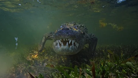 Underwater Chinchorro Crocodile Reveals Sharp Teeth in Seagrass Habitat Vidéo 102592726