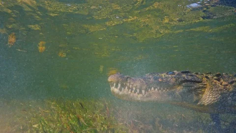 Underwater Chinchorro Crocodile Reveals Sharp Teeth in Seagrass Habitat Vídeos de archivo 102593304