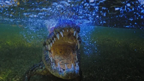 Underwater Chinchorro Crocodile Reveals Sharp Teeth in Seagrass Habitat Stockbeeldmateriaal 102593417