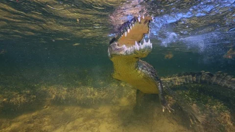 Underwater Chinchorro Crocodile Reveals Sharp Teeth in Seagrass Habitat 動画素材 102593458