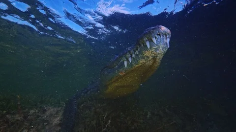 Underwater Chinchorro Crocodile Reveals Sharp Teeth in Seagrass Habitat 動画素材 102593710