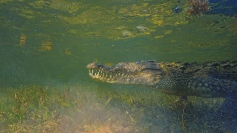 Underwater Chinchorro Crocodile Reveals Sharp Teeth in Seagrass Habitat Vídeos de archivo 102593716