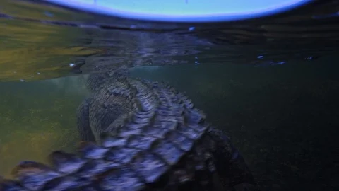 Underwater Chinchorro Crocodile Reveals Sharp Teeth in Seagrass Habitat Stockbeeldmateriaal 102594188