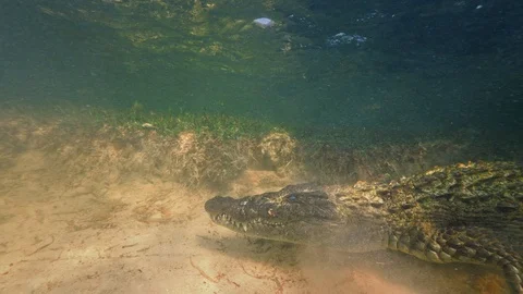 Underwater Chinchorro Crocodile Reveals Sharp Teeth in Seagrass Habitat Video stock 102594209