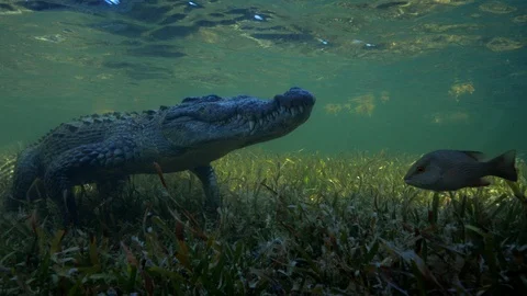 Underwater Chinchorro Crocodile Reveals Sharp Teeth in Seagrass Habitat Vídeos de archivo 102594286