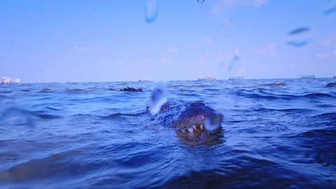 Underwater Chinchorro Crocodile Reveals Sharp Teeth in Seagrass Habitat Vidéo 102594881