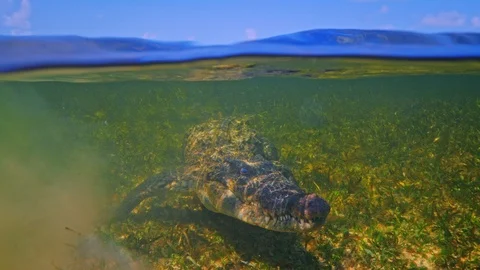 Underwater Chinchorro Crocodile Reveals Sharp Teeth in Seagrass Habitat Vídeos de archivo 102595497