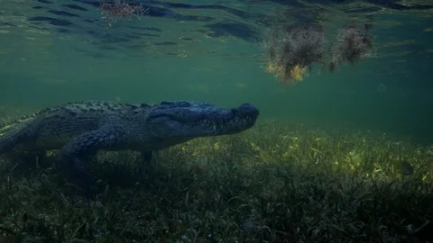 Underwater Chinchorro Crocodile Reveals Sharp Teeth in Seagrass Habitat Video stock 102595577