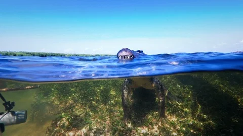 Underwater Chinchorro Crocodile Reveals Sharp Teeth in Seagrass Habitat Stock-Footage 102595659