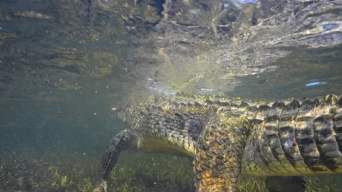 Underwater Chinchorro Crocodile Reveals Sharp Teeth in Seagrass Habitat Vídeos de archivo 102596236