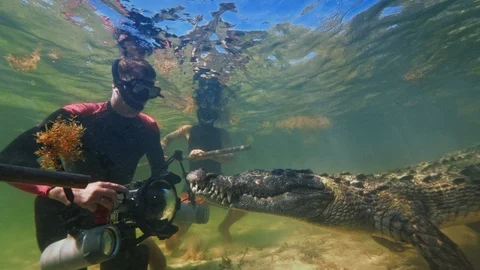 Underwater Chinchorro Crocodile Reveals Sharp Teeth in Seagrass Habitat Vidéo 102596413