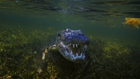 Underwater Chinchorro Crocodile Reveals Sharp Teeth in Seagrass Habitat Stock-Footage 102596747