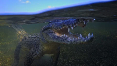 Underwater Chinchorro Crocodile Reveals Sharp Teeth in Seagrass Habitat Vidéo 102596943