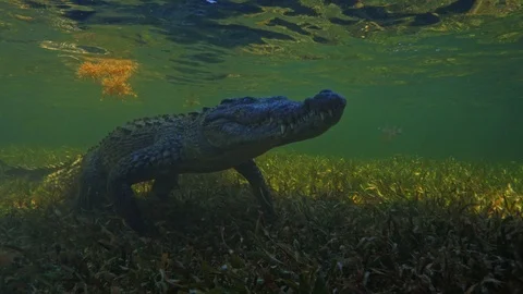 Underwater Chinchorro Crocodile Reveals Sharp Teeth in Seagrass Habitat Stockbeeldmateriaal 102596957