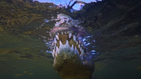 Underwater Chinchorro Crocodile Reveals Sharp Teeth in Seagrass Habitat Vídeos de archivo 102597539
