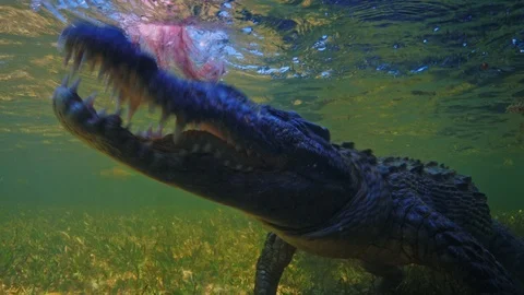 Underwater Chinchorro Crocodile Reveals Sharp Teeth in Seagrass Habitat Видео 102597664