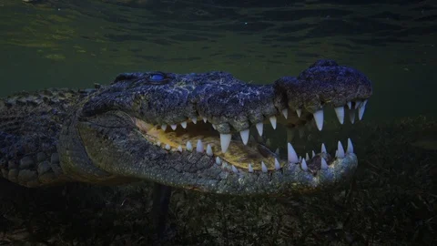 Underwater Chinchorro Crocodile Reveals Sharp Teeth in Seagrass Habitat Видео 102597672