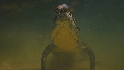 Underwater Chinchorro Crocodile Reveals Sharp Teeth in Seagrass Habitat Stockbeeldmateriaal 102598118