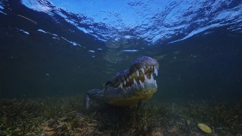 Underwater Chinchorro Crocodile Reveals Sharp Teeth in Seagrass Habitat Vídeos de archivo 102598198