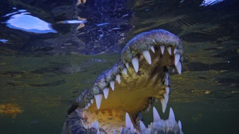 Underwater Chinchorro Crocodile Reveals Sharp Teeth in Seagrass Habitat Vídeos de archivo 102598365