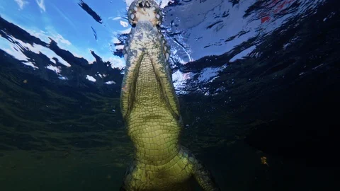 Underwater Chinchorro Crocodile Reveals Sharp Teeth in Seagrass Habitat Vídeos de archivo 102598628
