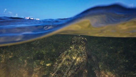 Underwater Chinchorro Crocodile Reveals Sharp Teeth in Seagrass Habitat Видео 102598678