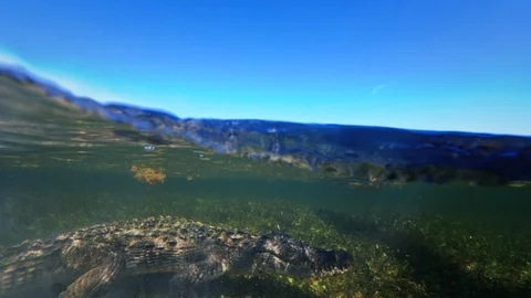 Underwater Chinchorro Crocodile Reveals Sharp Teeth in Seagrass Habitat Vidéo 102598789
