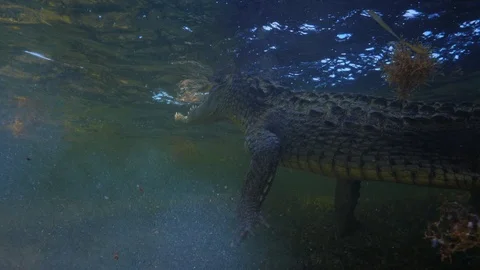 Underwater Chinchorro Crocodile Reveals Sharp Teeth in Seagrass Habitat Stock-Footage 102598892