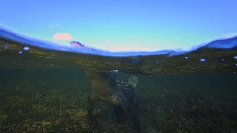 Underwater Chinchorro Crocodile Reveals Sharp Teeth in Seagrass Habitat Stock-Footage 102599105