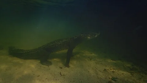 Underwater Chinchorro Crocodile Reveals Sharp Teeth in Seagrass Habitat Vidéo 102599204
