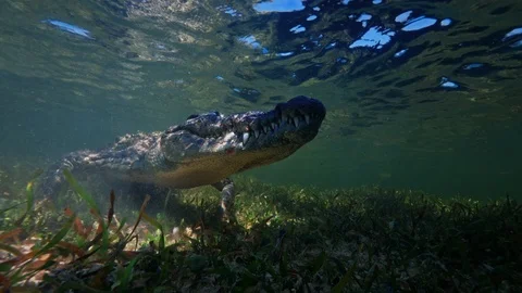 Underwater Chinchorro Crocodile Reveals Sharp Teeth in Seagrass Habitat Vídeos de archivo 102599378