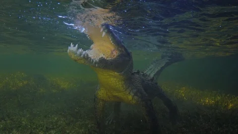 Underwater Chinchorro Crocodile Reveals Sharp Teeth in Seagrass Habitat Vidéo 102599572