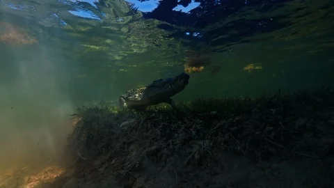 Underwater Chinchorro Crocodile Reveals Sharp Teeth in Seagrass Habitat Stock-Footage 102600485