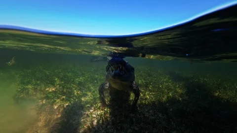 Underwater Chinchorro Crocodile Reveals Sharp Teeth in Seagrass Habitat Stock-Footage 102600521