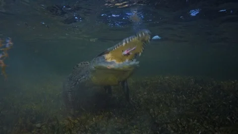Underwater Chinchorro Crocodile Reveals Sharp Teeth in Seagrass Habitat Stock-Footage 102600769
