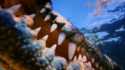 Underwater Chinchorro Crocodile Reveals Sharp Teeth in Seagrass Habitat Stock-Footage 102601019