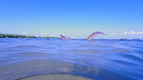 Underwater Chinchorro Crocodile Reveals Sharp Teeth in Seagrass Habitat 库存影片 102601075