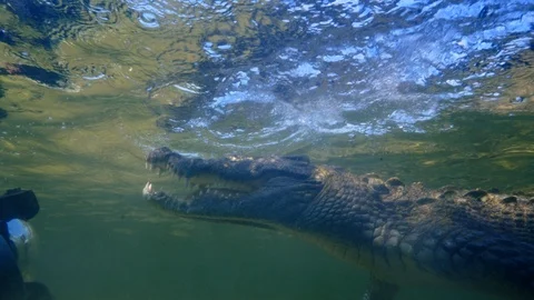 Underwater Chinchorro Crocodile Reveals Sharp Teeth in Seagrass Habitat Video stock 102601142