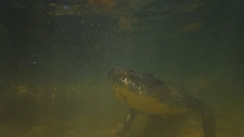 Underwater Chinchorro Crocodile Reveals Sharp Teeth in Seagrass Habitat 動画素材 102601518