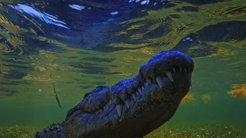 Underwater Chinchorro Crocodile Reveals Sharp Teeth in Seagrass Habitat 動画素材 102601772