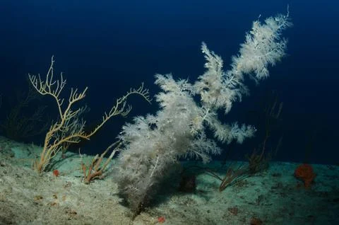 Underwater Christmas tree Stock Photos