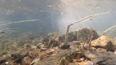 Underwater in a clear creek Stock Footage 107322113