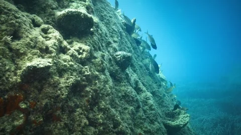 Underwater Cliff Reef With Fish in Blue Mediterranean Sea Stock Footage 334999444